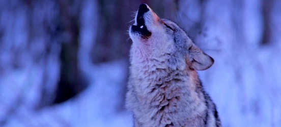 Una serata naturalistica… da lupi