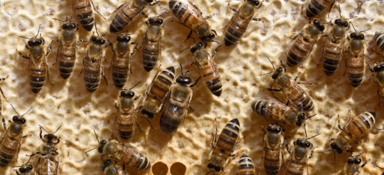 Corso online “Introduzione all’apicoltura” con Groape