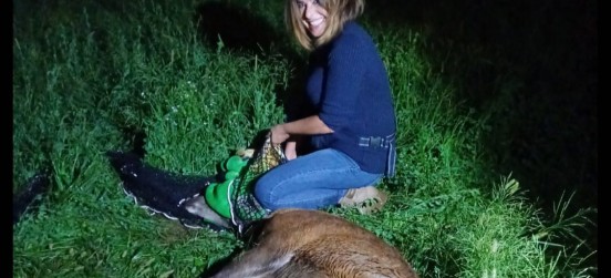 Il cervo, la lupa e la maxi-tartaruga, ecco gli animali del Parco delle Groane