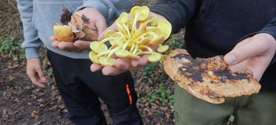 Le ultime uscite del corso di micologia. Venerdì 15 la serata naturalistica