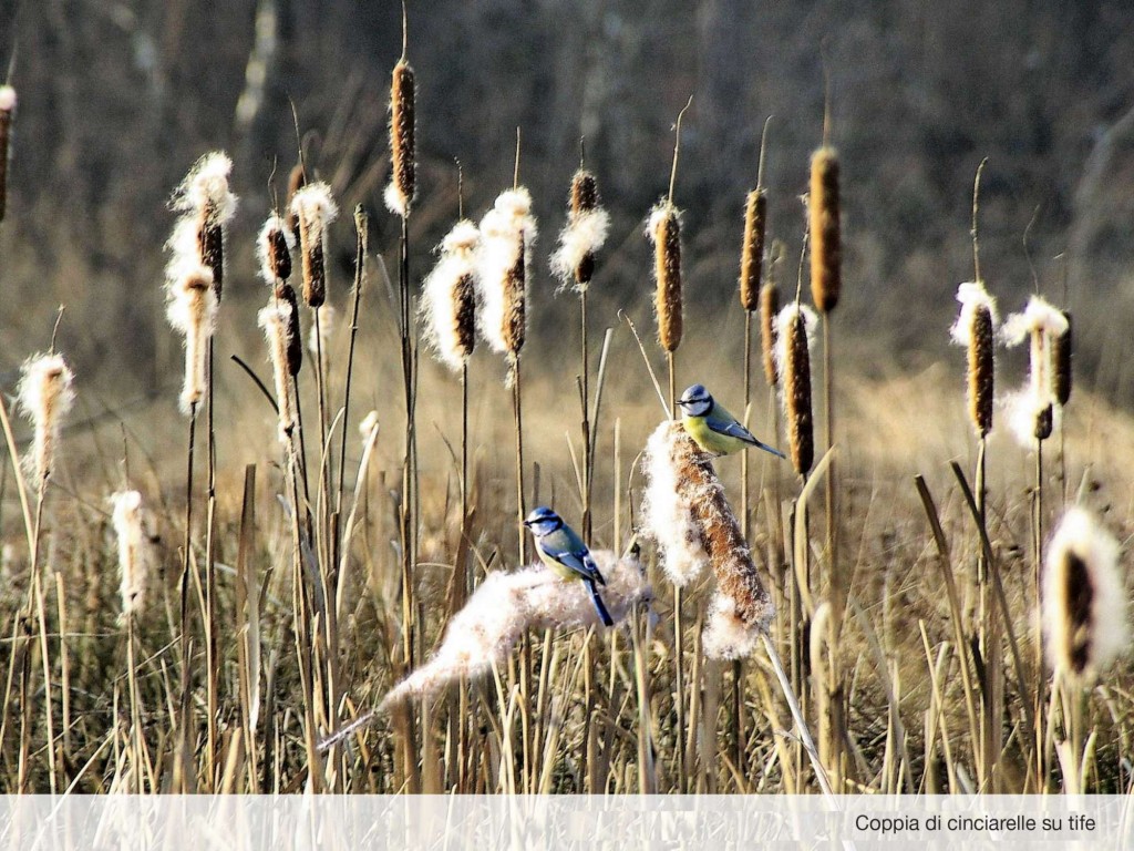 24•949 PARCO GROANE calendario tavolo D.indd