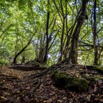 radici_bosco_parco_groane