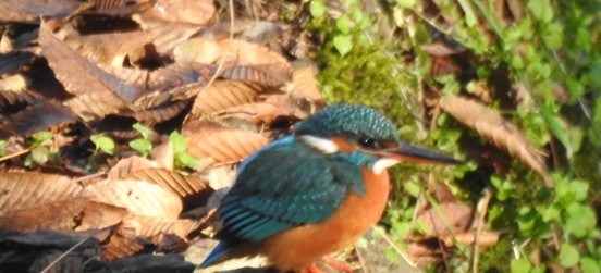 La meraviglia dell’avifauna nella Fontana del Guercio